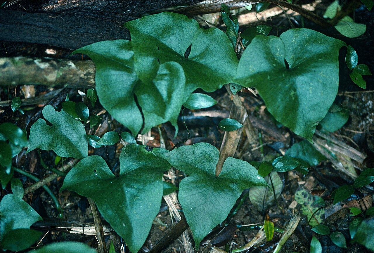 Triploid fern: Microsorum spectrum (triploid fern). This uncommon Hawaiian fern is seen here on Mount Tantalus (Oahu) in 2005. Scanned Kodachrome slide.