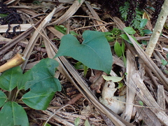 Triploid fern (Microsorum spectrum)