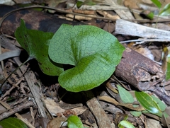 Triploid fern (Microsorum spectrum)