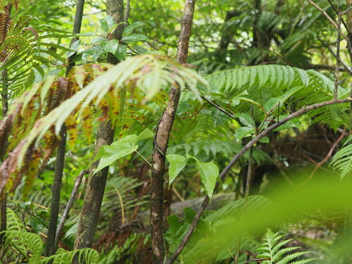 Triploid fern (Microsorum spectrum)