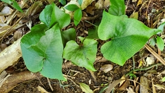 Triploid fern (Microsorum spectrum)
