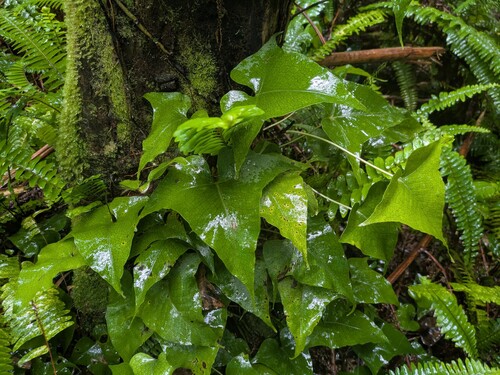 Triploid fern (Microsorum spectrum)