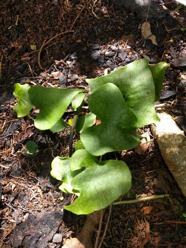 Triploid fern (Microsorum spectrum)