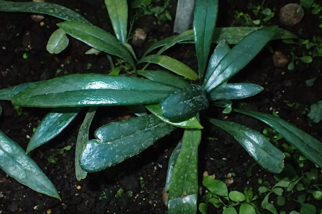 Microsorum thailandicum: Microsorum thailandicum in Wrocław University Botanical Garden