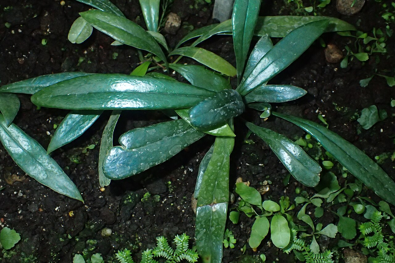 Microsorum thailandicum: Microsorum thailandicum in Wrocław University Botanical Garden