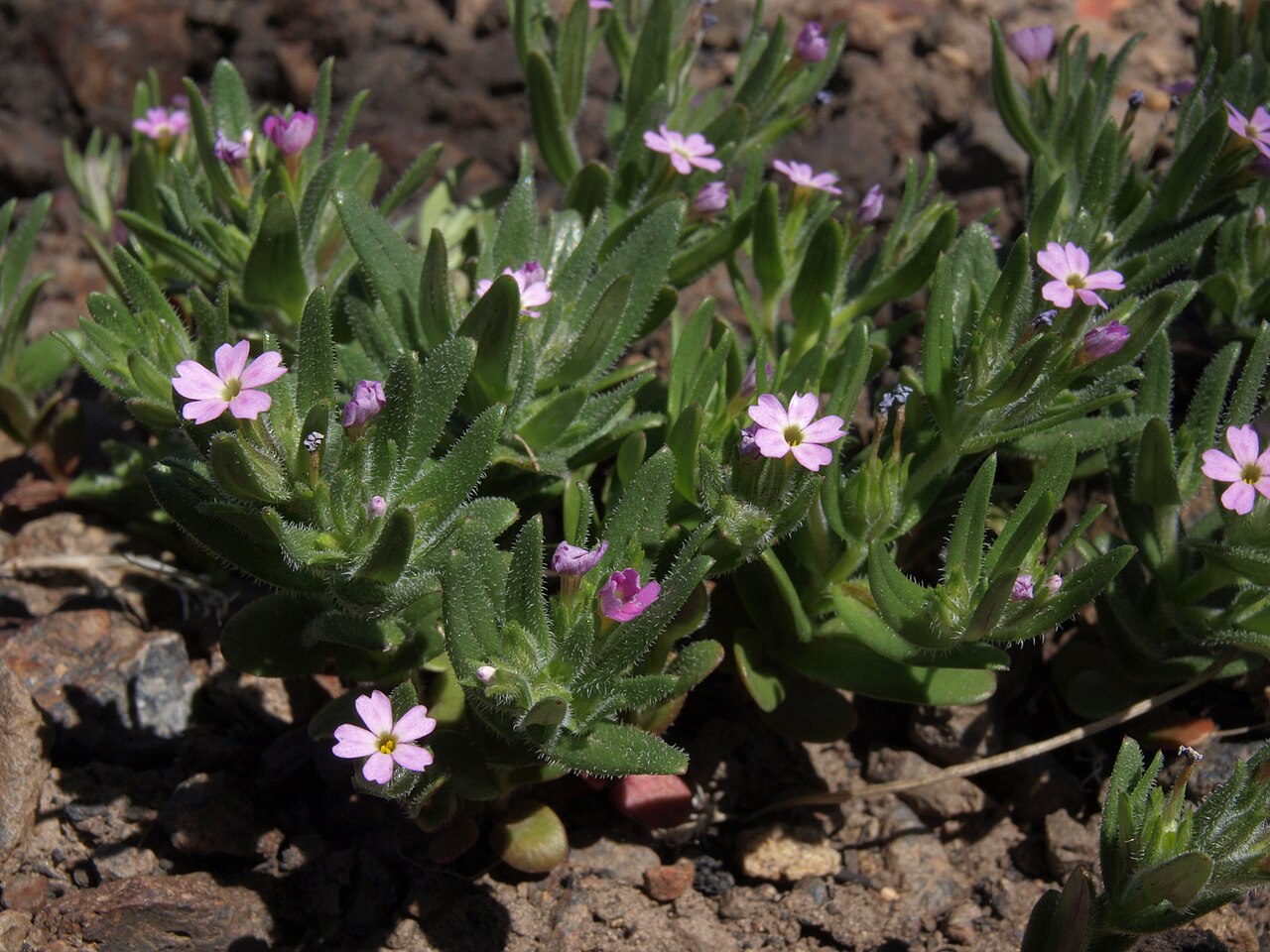 Slender phlox: annual phlox, Microsteris gracilis, Pine Nut Mountains, elevation 1835 m