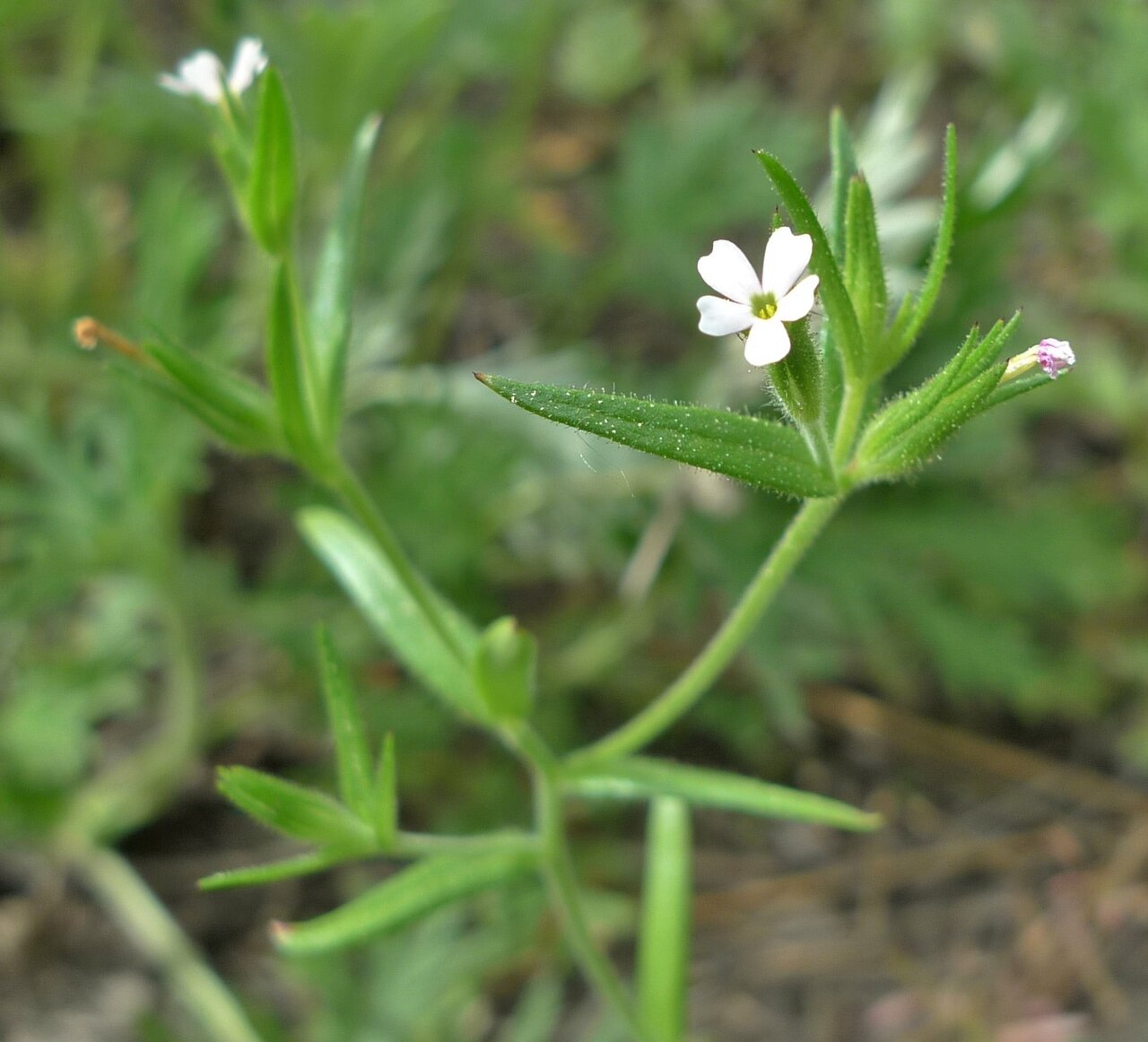 Slender phlox: Microsteris gracilis near Squilchuck State Park, Chelan County Washington