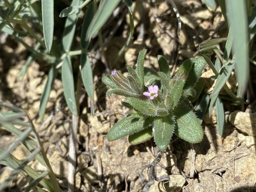 Slender phlox (Microsteris gracilis)