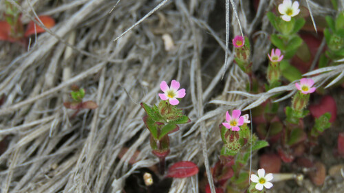 Slender phlox (Microsteris gracilis)