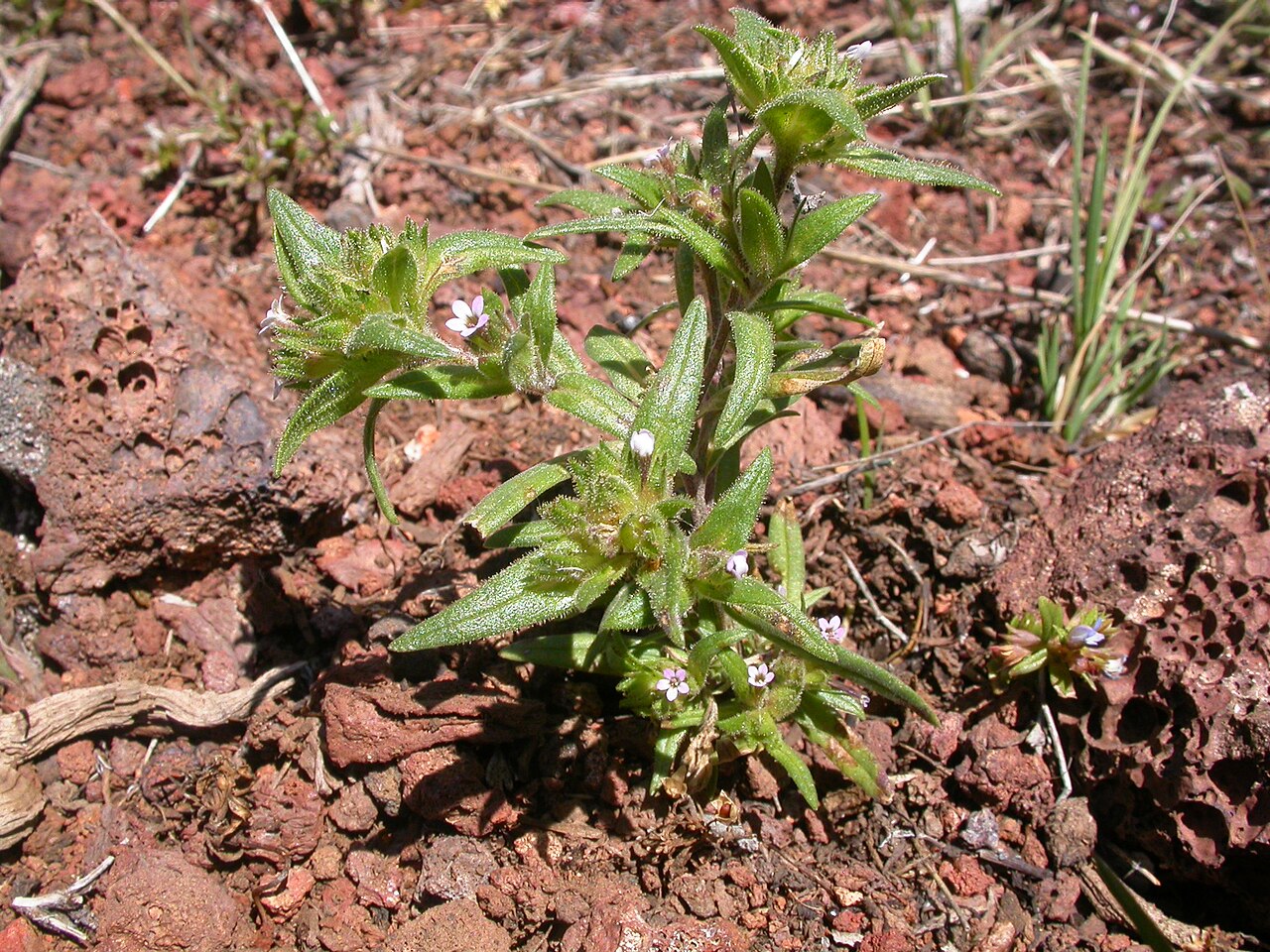 Slender phlox: This early flowering annual herb is ubiquitous throughout the sagebrush steppe of the Intermountain west.