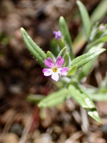 Slender phlox (Microsteris gracilis)
