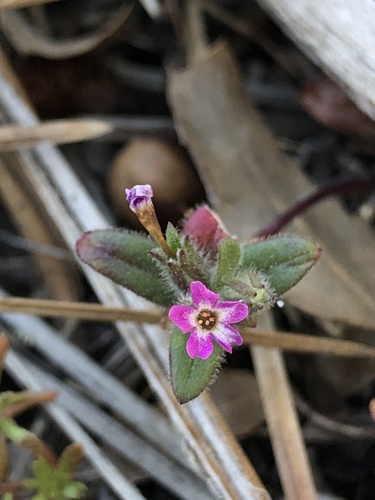 Slender phlox (Microsteris gracilis)