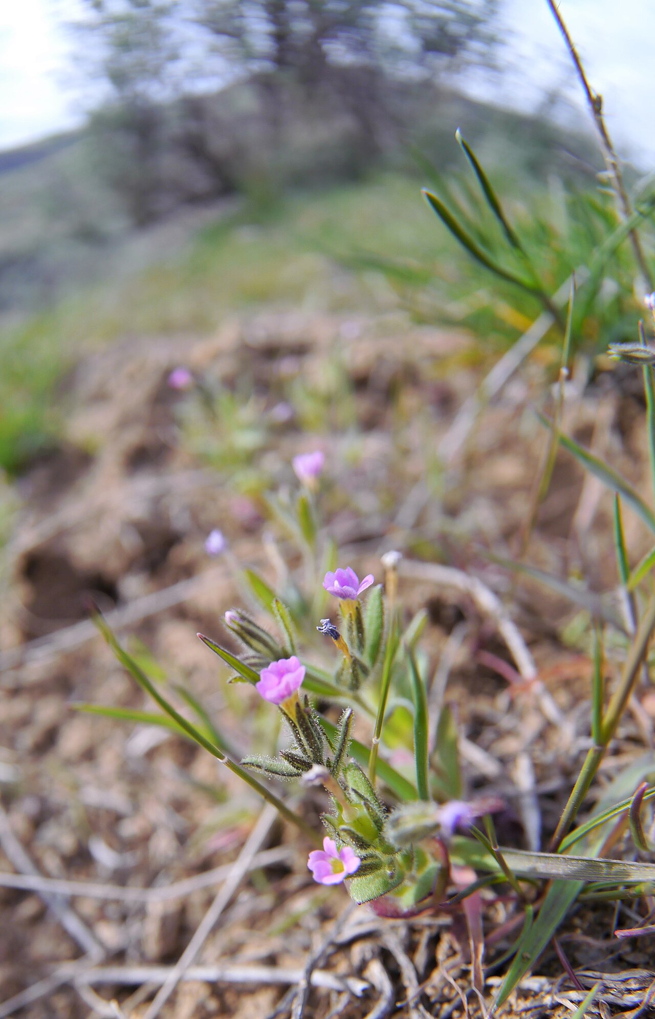 Slender phlox: Microsteris gracilis on Burch Mountain, Chelan County Washington