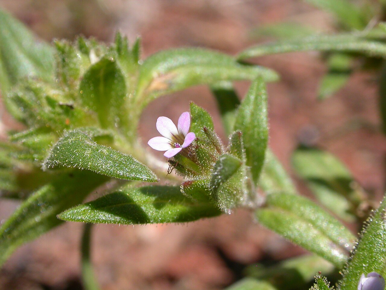 Slender phlox: This early flowering annual herb is ubiquitous throughout the sagebrush steppe of the Intermountain west.