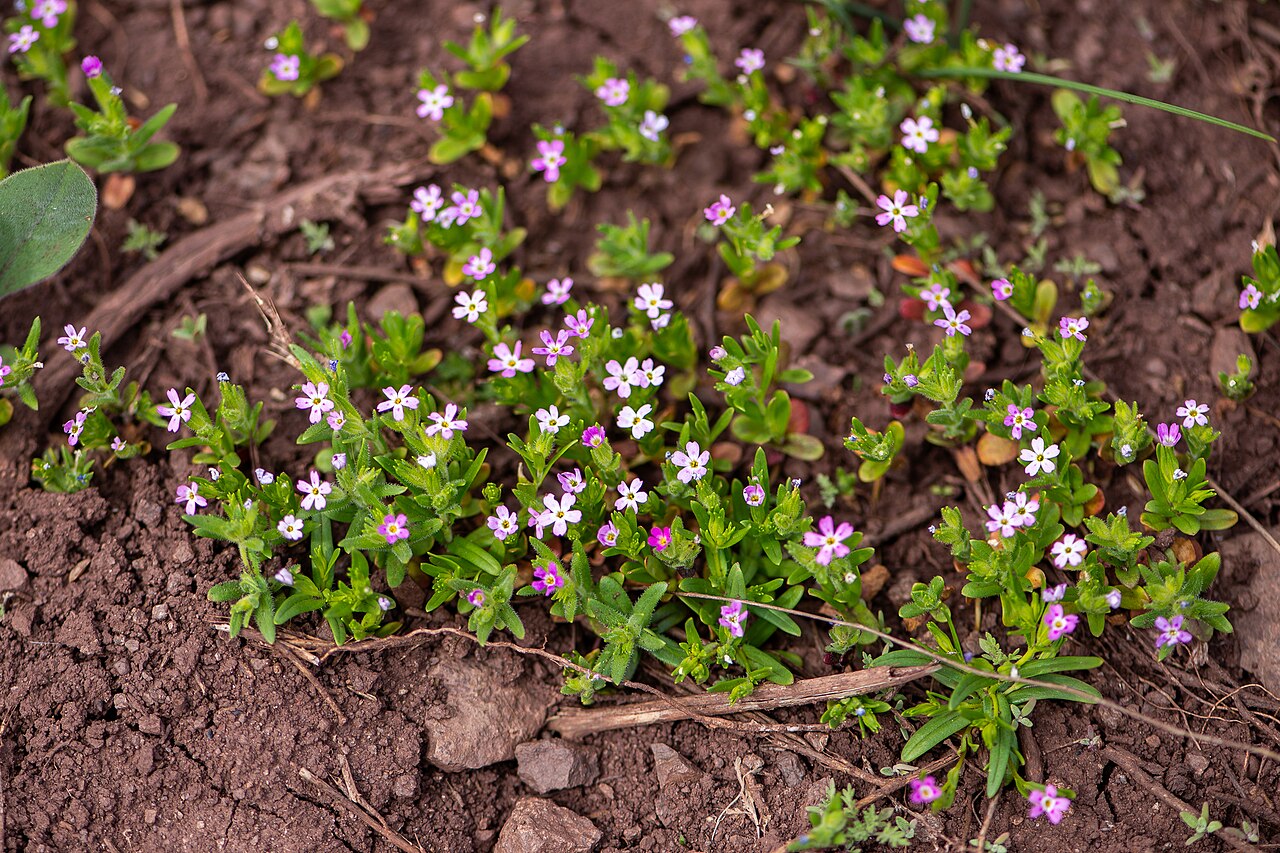 Slender phlox: Microsteris gracilis, Santiago, Región Metropolitana, Chile, 2024-10-13 (iNaturalist).