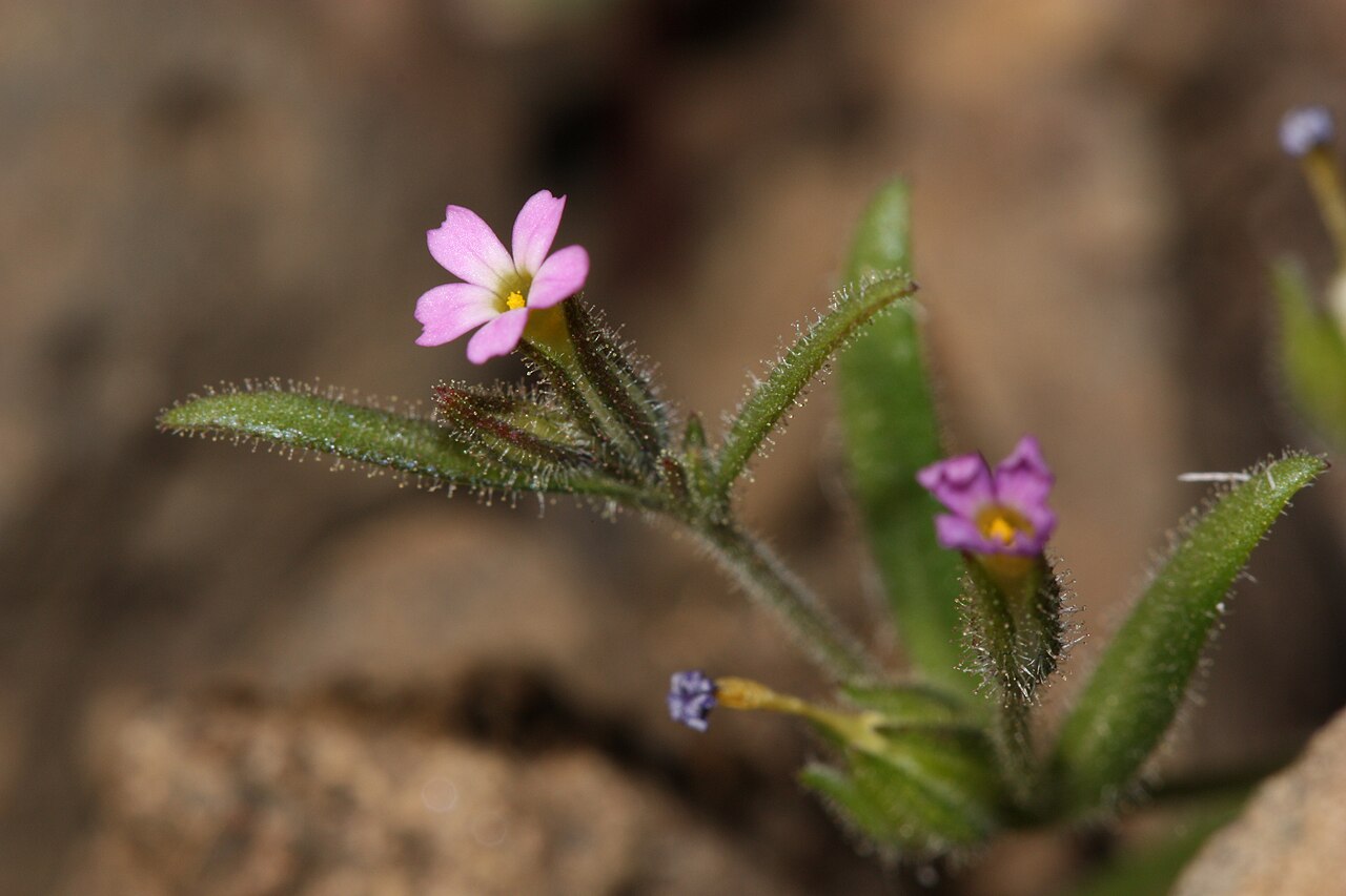 Slender phlox: Slender Phlox