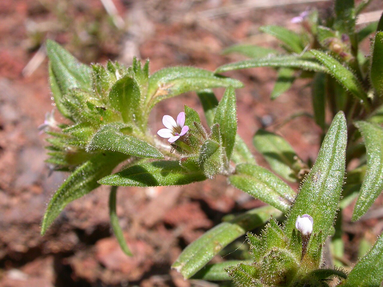 Slender phlox: This early flowering annual herb is ubiquitous throughout the sagebrush steppe of the Intermountain west.