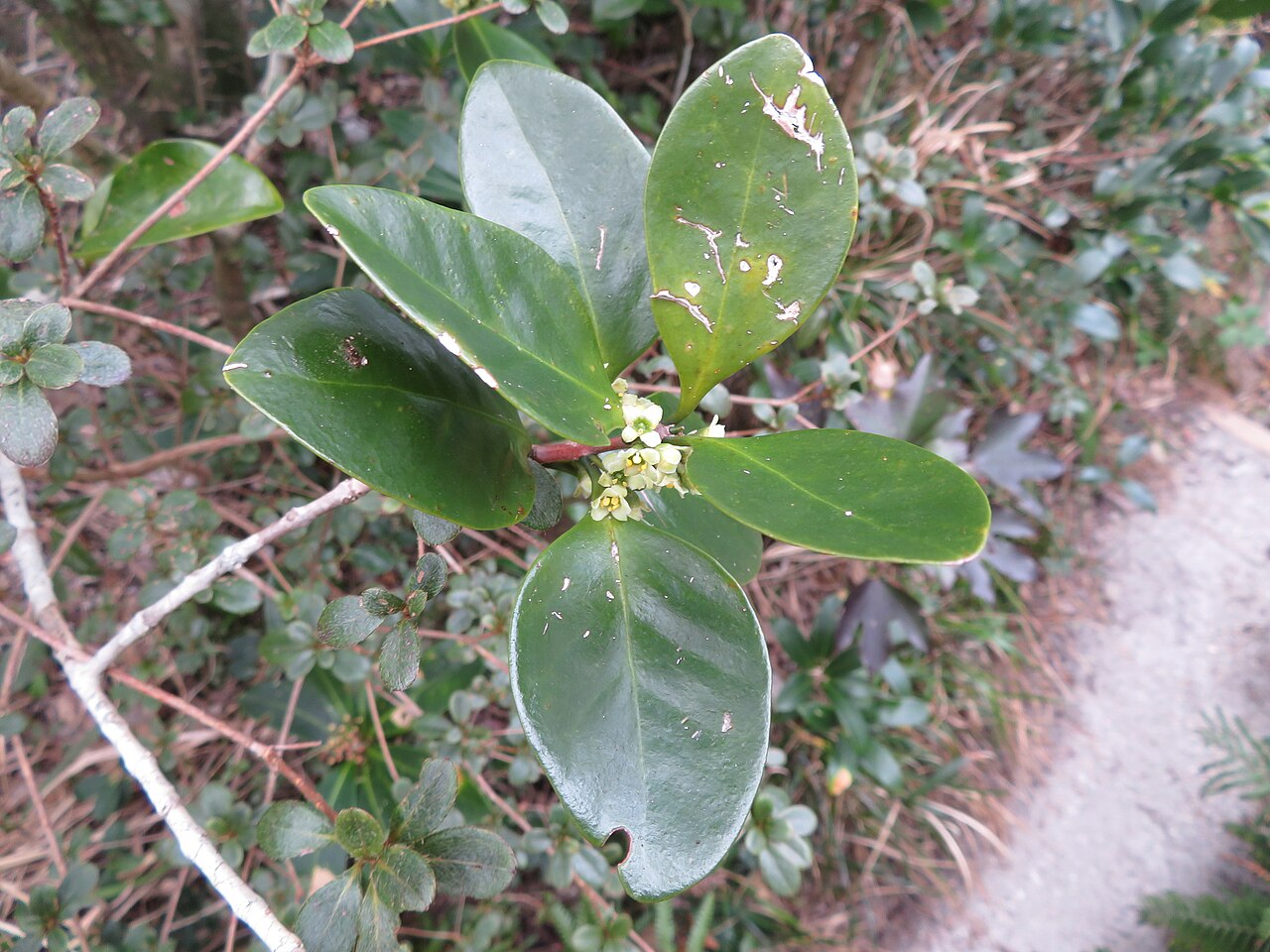 Microtropis japonica: Microtropis japonica in Japan