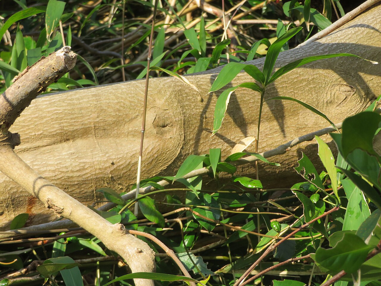 Microtropis japonica: Microtropis japonica in Japan