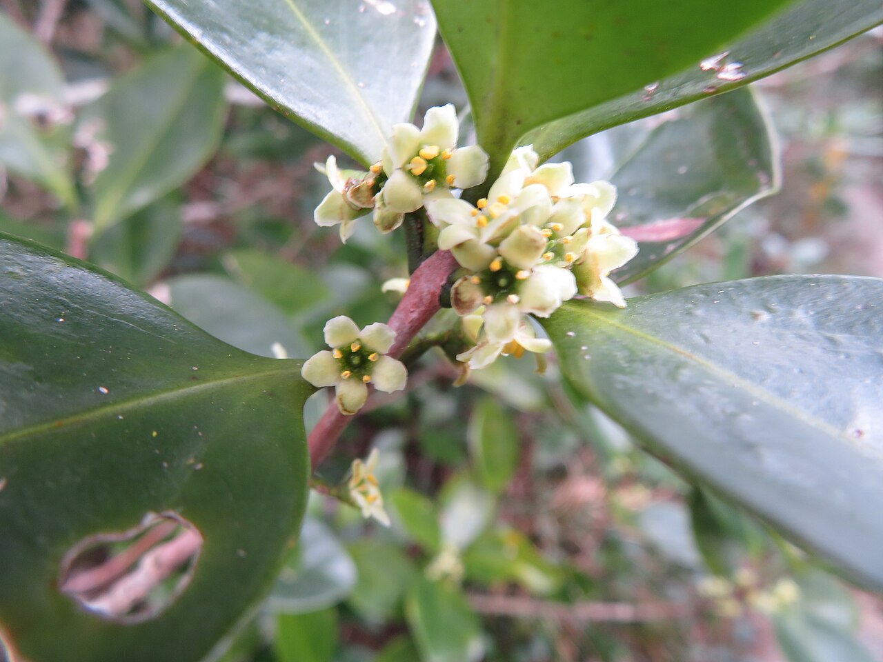Microtropis japonica: Microtropis japonica in Japan