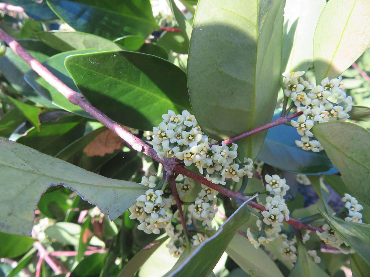 Microtropis japonica: Microtropis japonica in Japan