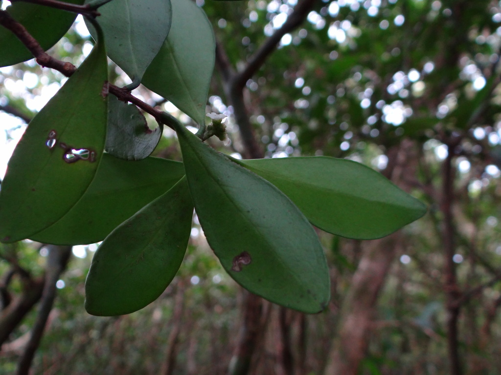 Microtropis japonica (Microtropis japonica)