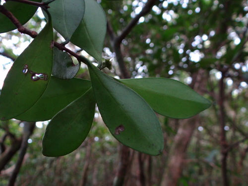 Microtropis japonica (Microtropis japonica)