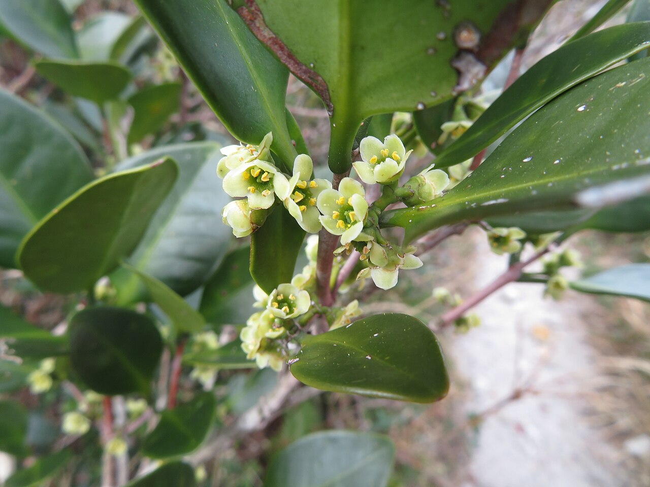 Microtropis japonica: Microtropis japonica in Japan