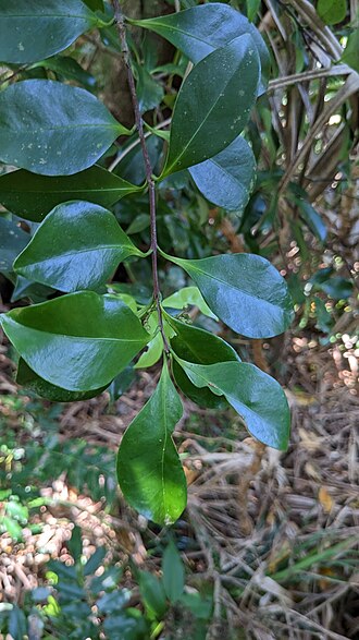 Microtropis japonica: Microtropis japonica in Taiwan