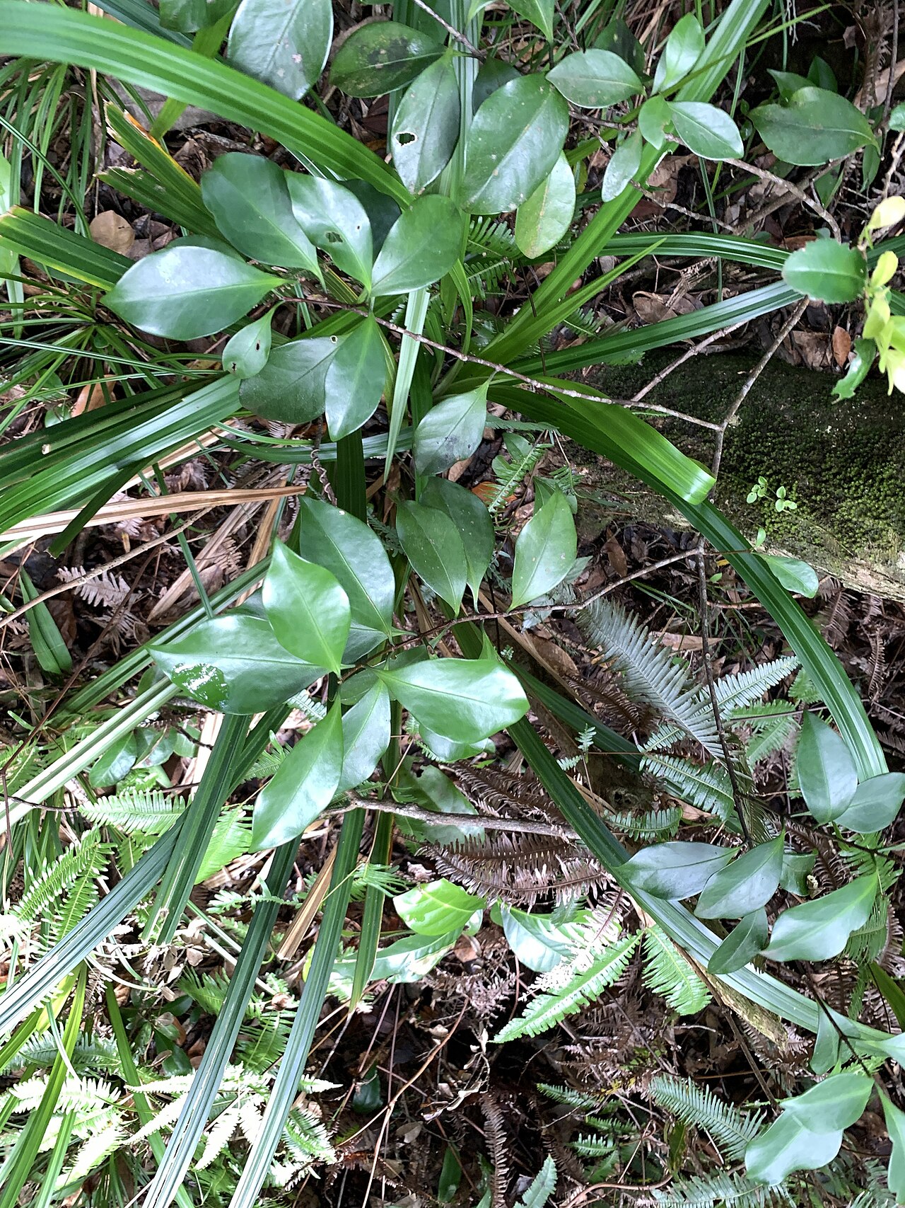 Microtropis japonica: Microtropis japonica in Taiwan
