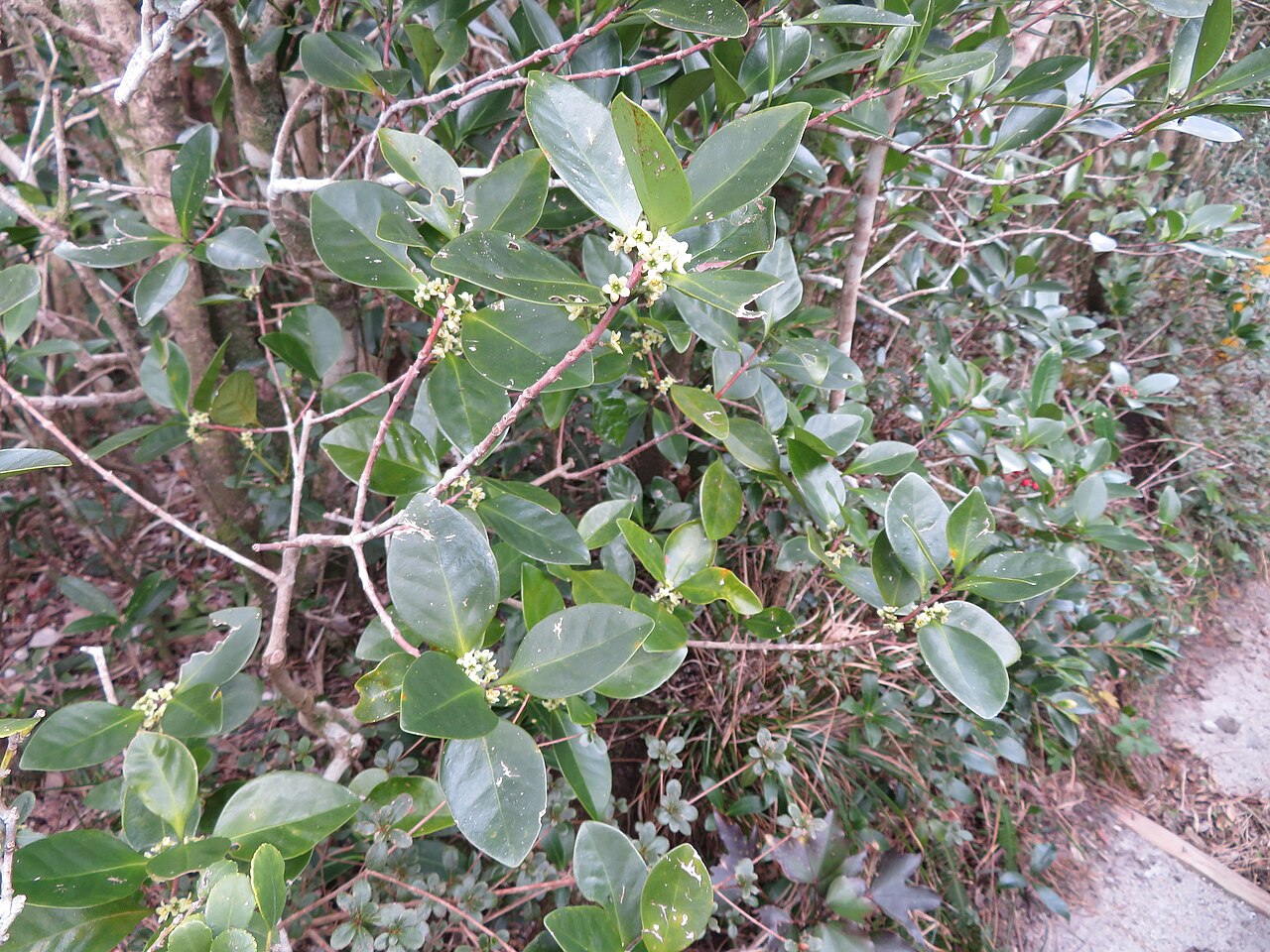 Microtropis japonica: Microtropis japonica in Japan