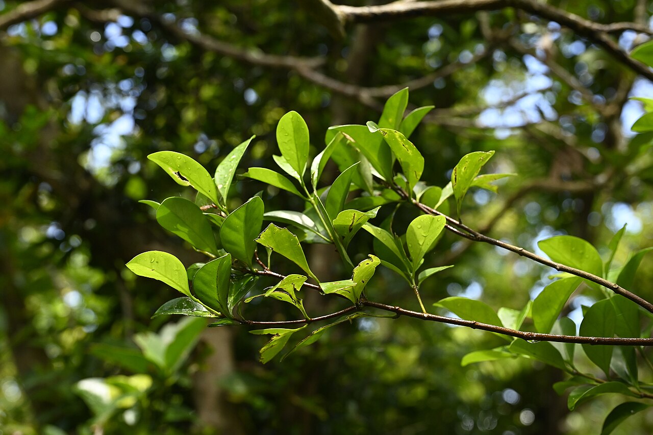 Microtropis japonica: Microtropis japonica in Taiwan