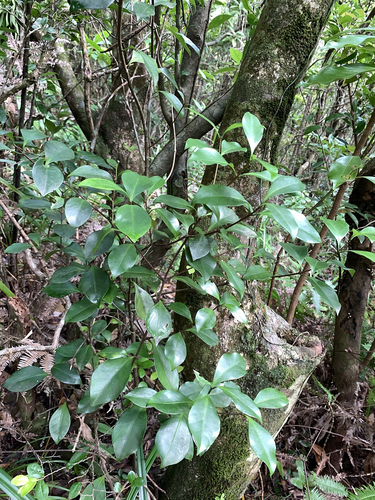 Microtropis japonica: Microtropis japonica in Taiwan