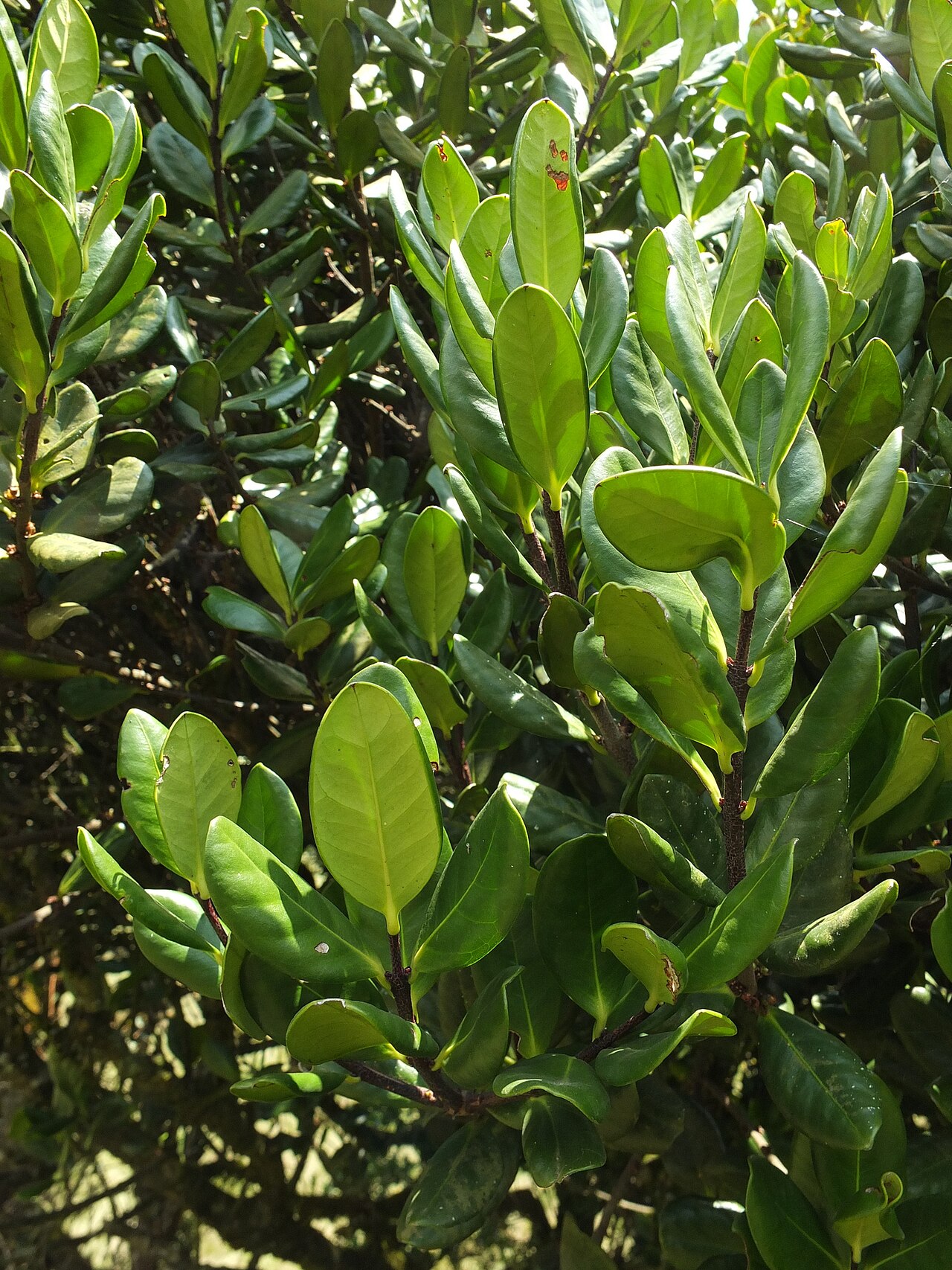 Microtropis ramiflora: Microtropis ramiflora in India