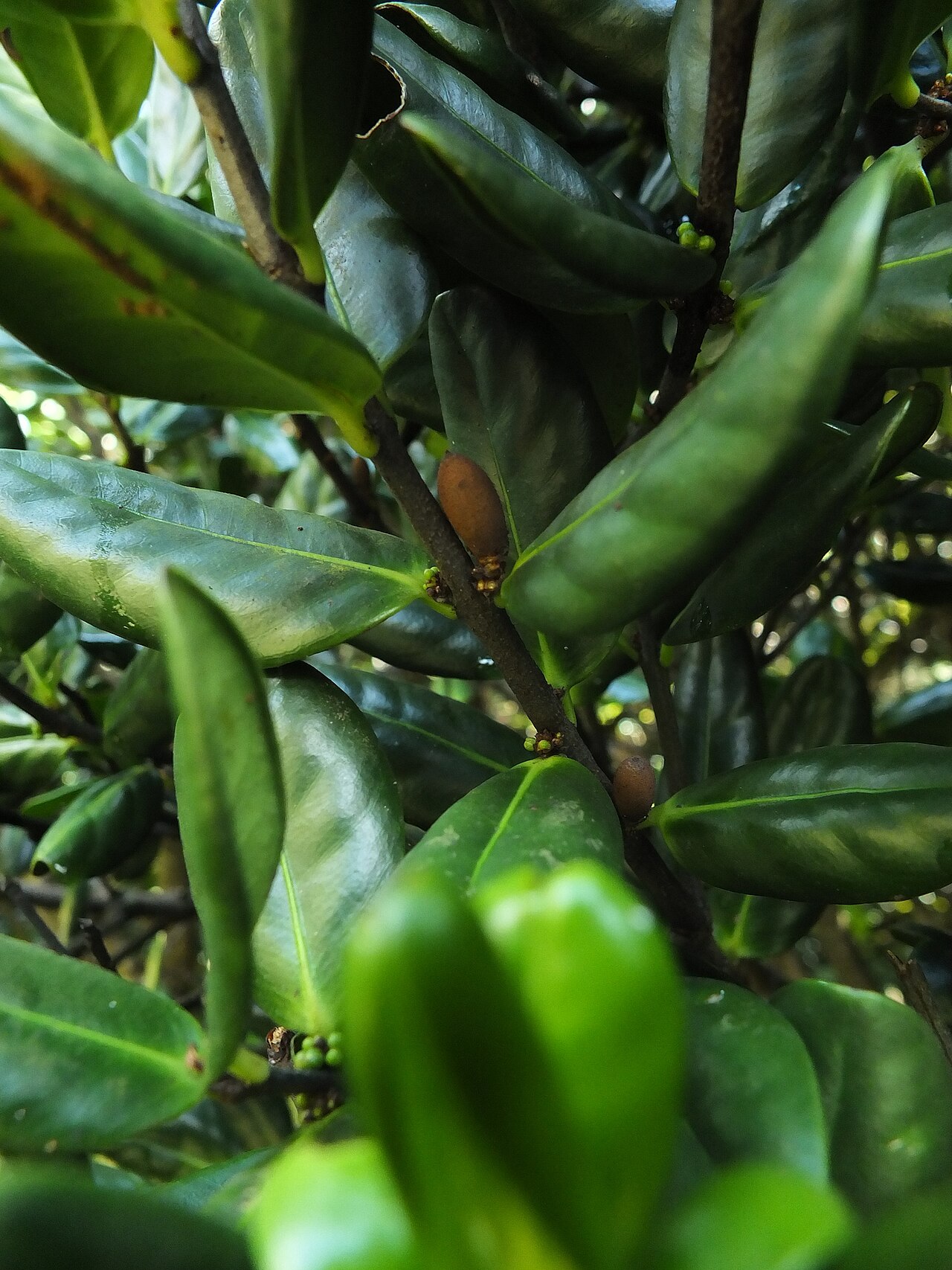 Microtropis ramiflora: Microtropis ramiflora in India