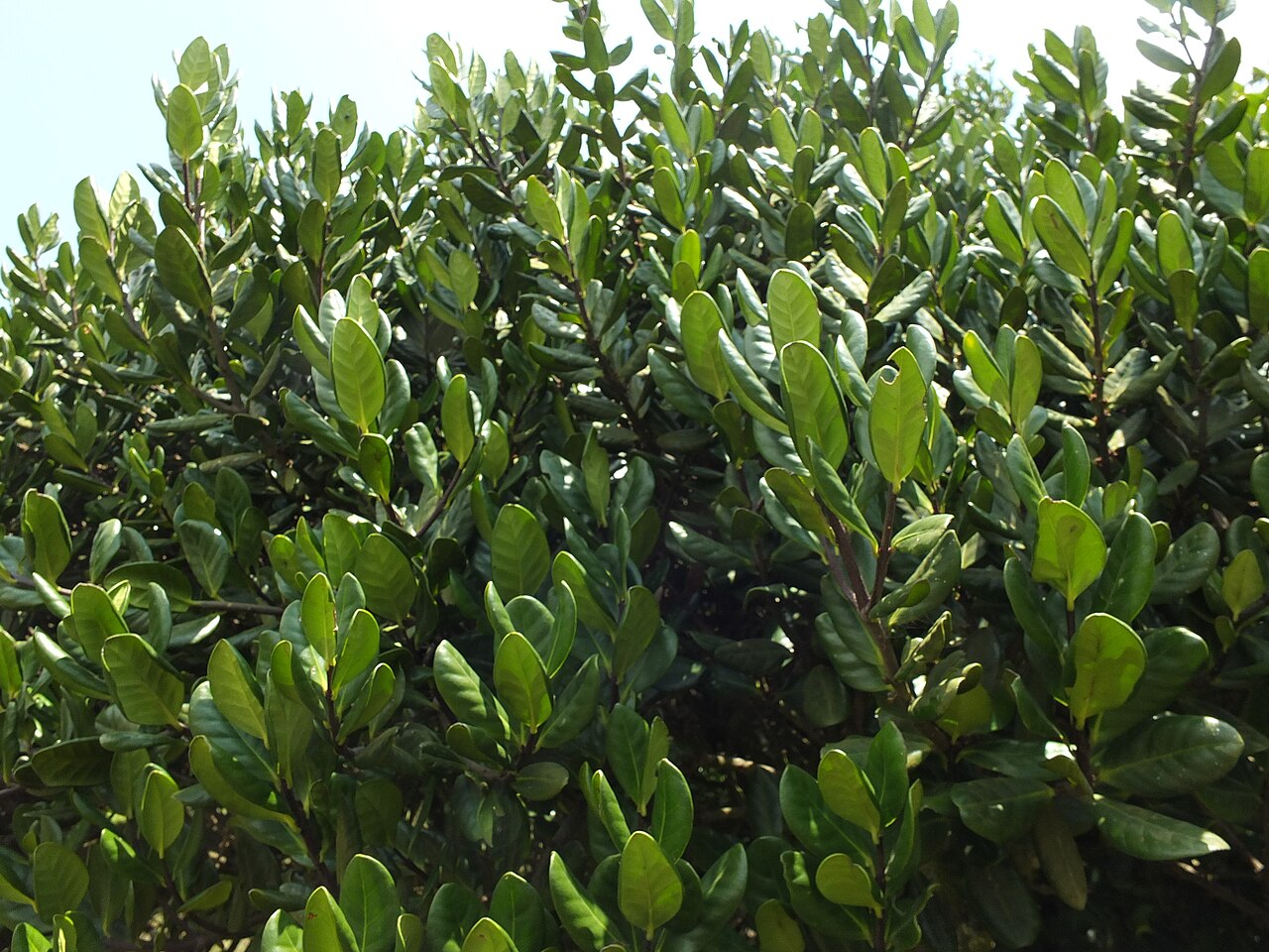 Microtropis ramiflora: Microtropis ramiflora in India