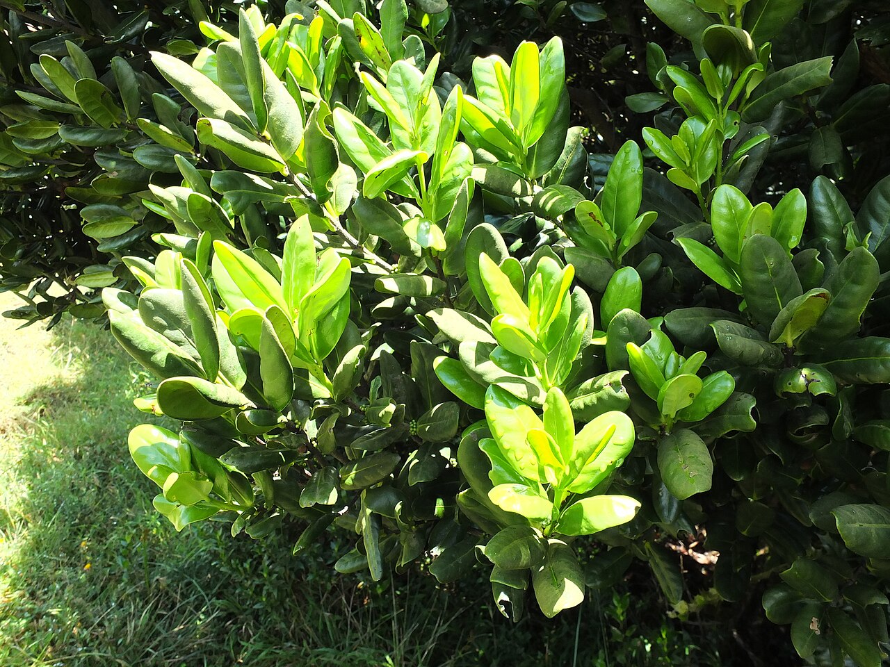 Microtropis ramiflora: Microtropis ramiflora in India