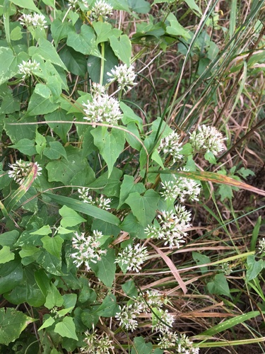 Climbing hempvine