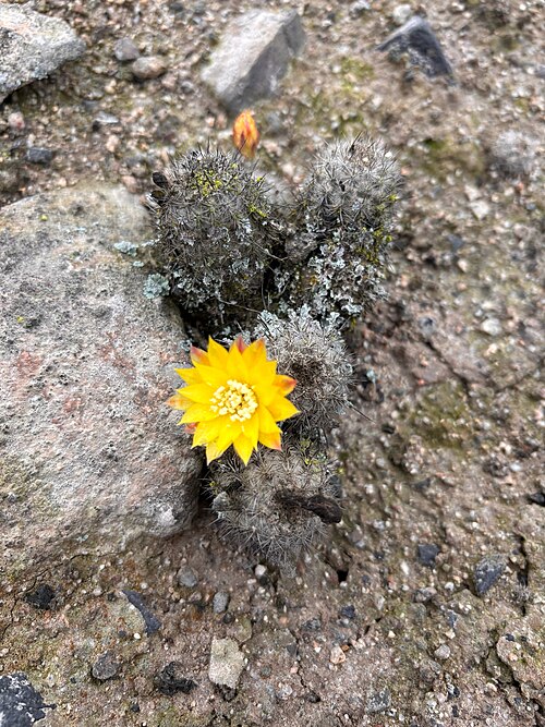 Cactus: Mila caespitosa in Peru