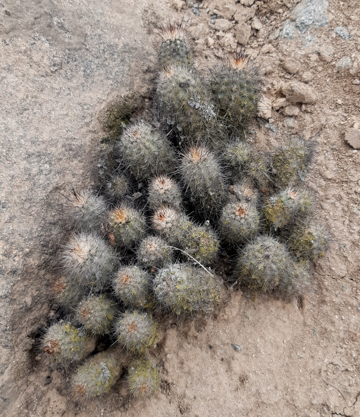Cactus