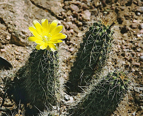 Cactus: This is a western Peruvian species which has acquired many latin names. Desert Botanical Gardens, Phoenix. In context at www.dixpix.ca/sth_cordillera/flora/cact