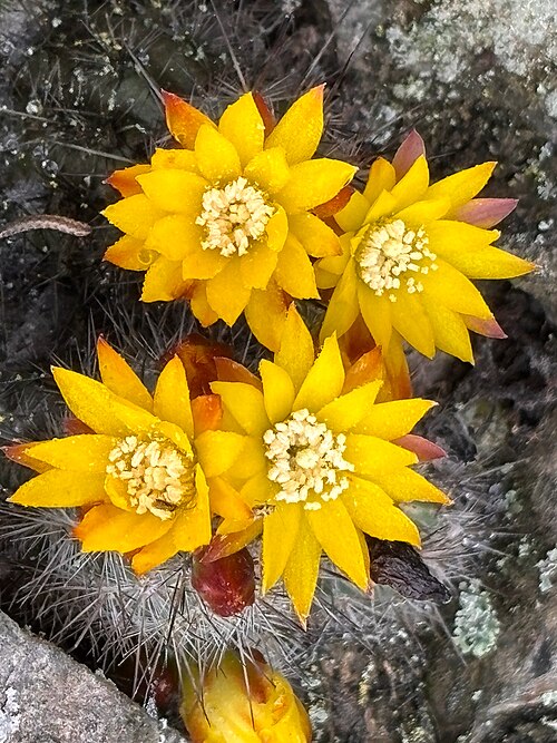 Cactus: Mila caespitosa in Peru