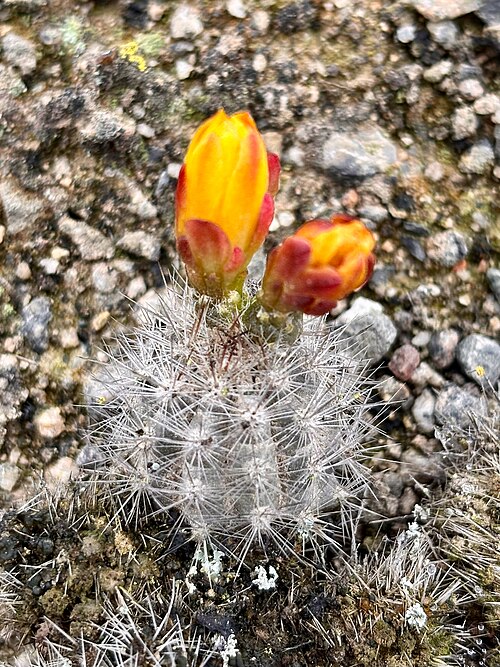 Cactus: Mila caespitosa in Peru