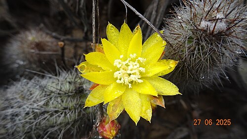 Cactus: Mila caespitosa in Peru