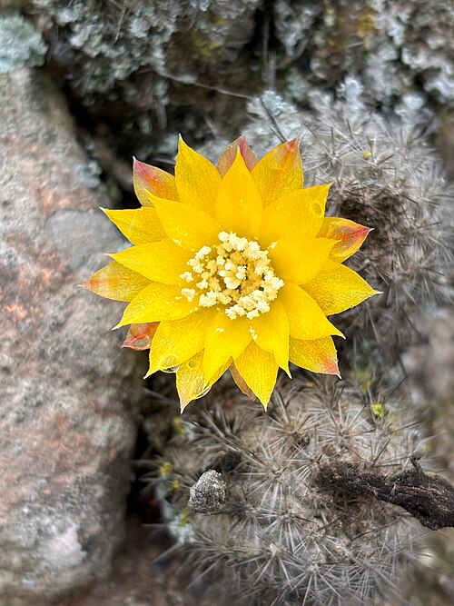 Cactus: Mila caespitosa in Peru