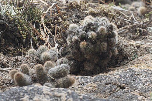 Cactus: Mila caespitosa in Peru