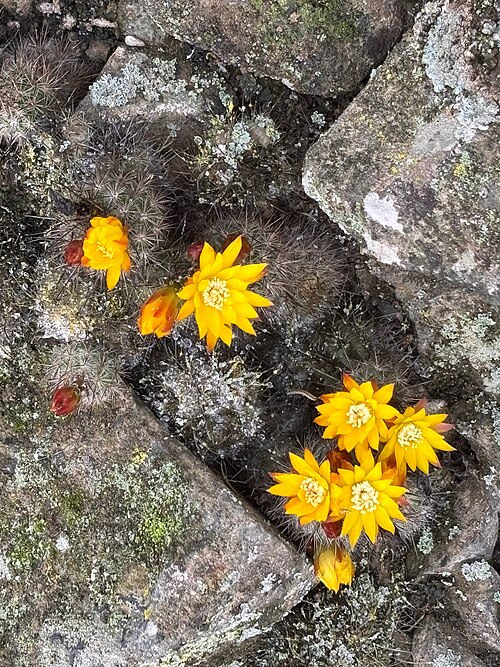 Cactus: Mila caespitosa in Peru