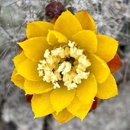 Cactus: Mila caespitosa in Peru