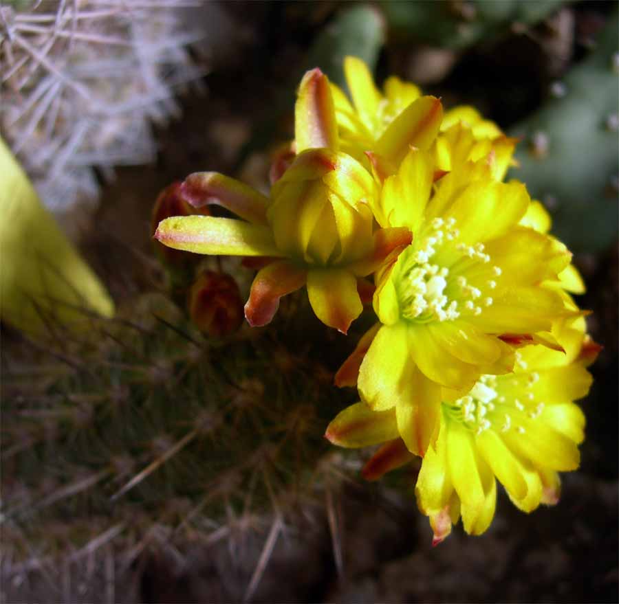 Cactus: Mila caespitosa