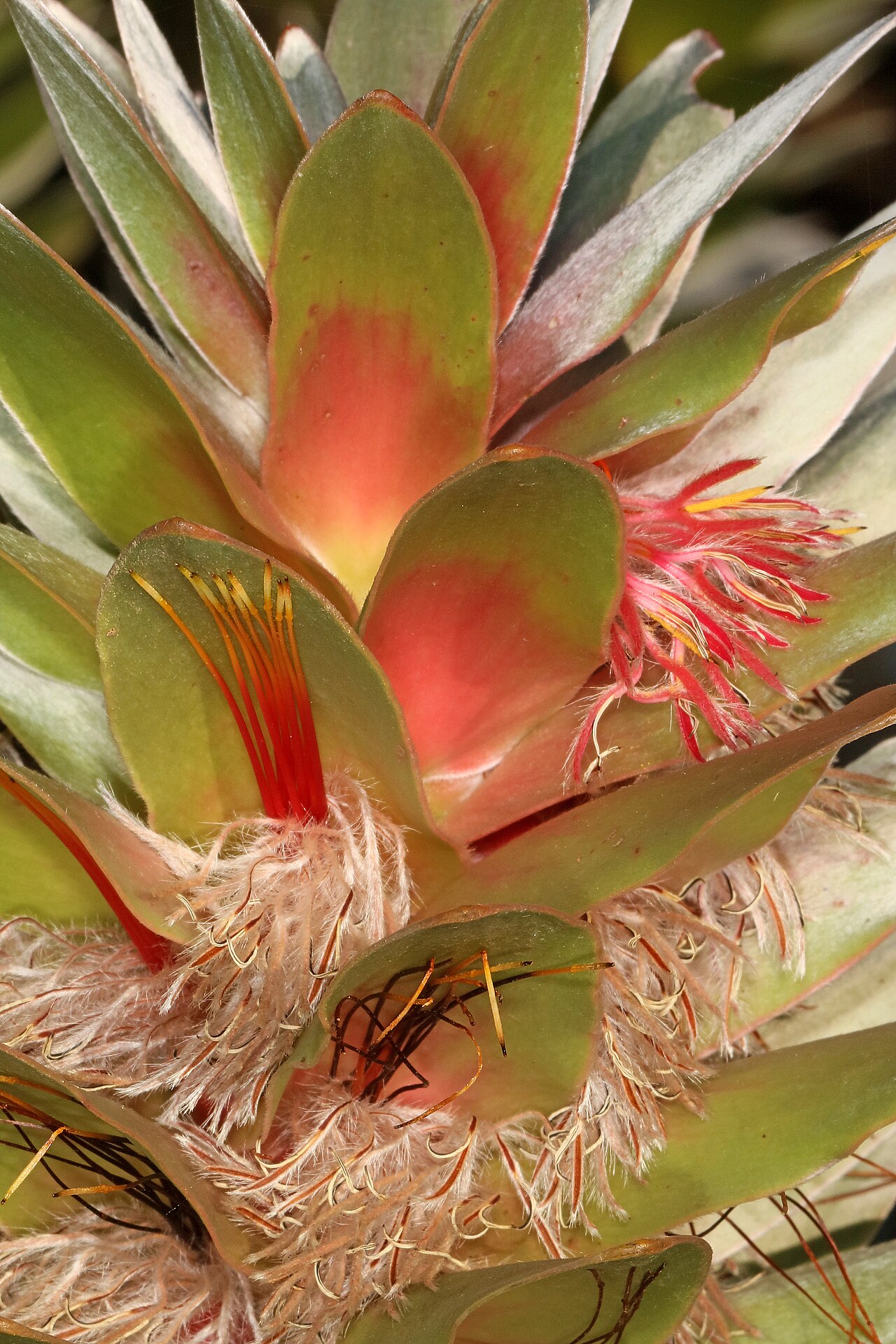 Kogelberg pagoda: Mimetes arboreus , detail of flowerheads; Betty's Bay (cultivated), Western Cape, South Africa